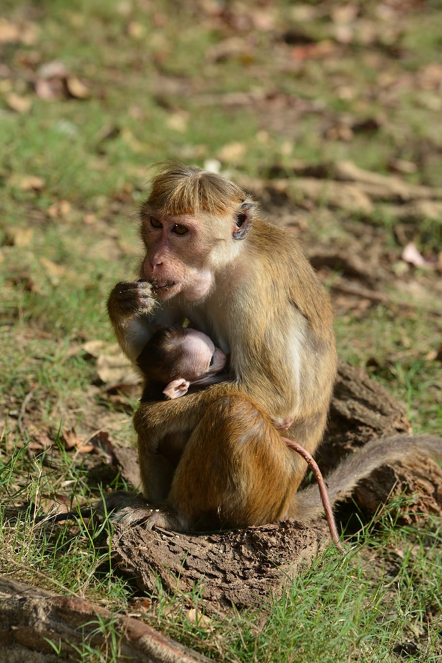 mare, nens, mico, macacs, animals, primat, micos, fauna animal, animals a la natura, temes d'animals, mamífer, animal, animal jove, grup d’animals, vertebrats, dos animals, assegut, jove, nadó, família d’animals, unió, naturalesa, menjar, dia, cura, 5K