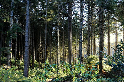 foresta, luce, sole, allagato, natura, verde, alberi, felci, albero, Pino, bosco, pianta, terra, crescita, tronco d'albero, tronco, la tranquillità, bellezza nella natura, scena tranquilla, scenics - natura, nessuno, giorno, colore verde, luce del sole, scena non urbana, all'aperto, idilliaco, bambù - pianta, 5K, CC0, dominio pubblico, privo di copyright