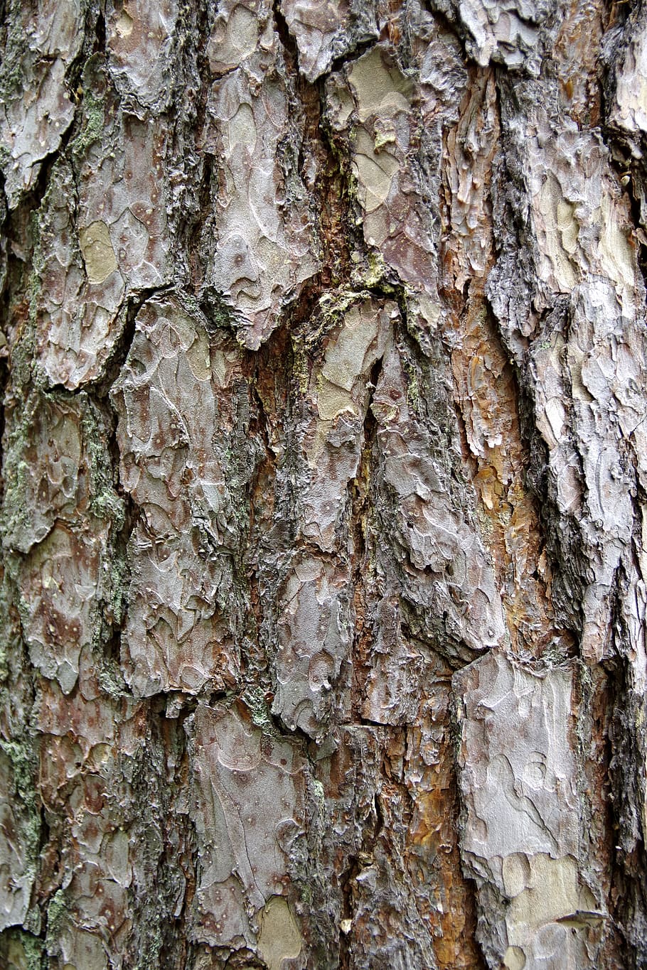 kůry, strom, kufr, smrk, faktura, pozadí, les, texturou, celý rám, kmen stromu, hrubý, detail, nikdo, rostlinné kůry, rostlina, den, růst, vzor, přírodní vzor, venku, Příroda, dřevo - materiál, krása v přírodě, hnědý, kůra, efekt, přirozený stav, 5K