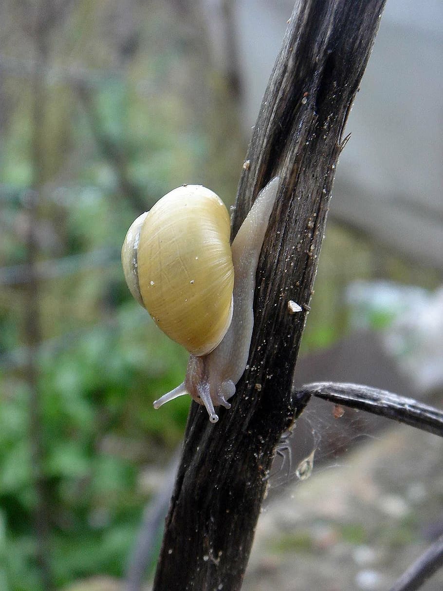 cargol, groc, petit, moviment, naturalesa, primer pla, centrar-se en primer pla, cap gent, arbre, mol·lusc, fauna animal, gasteròpode, planta, closca d’animals, shell, animal, dia, creixement, a l'aire lliure, tronc de l'arbre, tronc, invertebrat, animals a la natura, 1080P