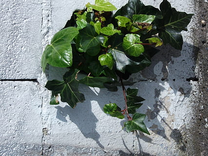 arbust, paret, vegetació, part de la planta, full, color verd, creixement, planta, naturalesa, cap gent, dia, vista d’angle alt, frescor, llum solar, a l'aire lliure, funció de construcció de parets, primer pla, benestar, bellesa a la natura, ombra, alimentació saludable, menjar i beguda, 2K, CC0, domini públic, lliure de regalies