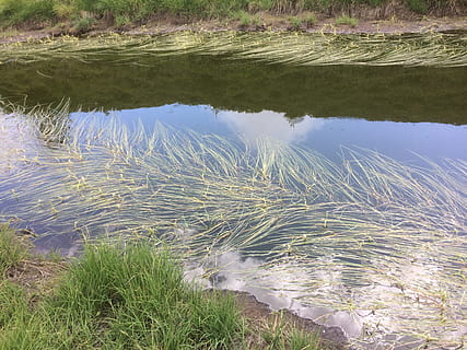 quinielas, reflejo, biotopo, planta, hierba, agua, tranquilidad, naturaleza, nadie, belleza en la naturaleza, día, crecimiento, reflexión, escena tranquila, tierra, vista de alto ángulo, al aire libre, campo, lago, color verde, ambiente, paisajes - naturaleza, 2K, CC0, dominio público, libre de derechos