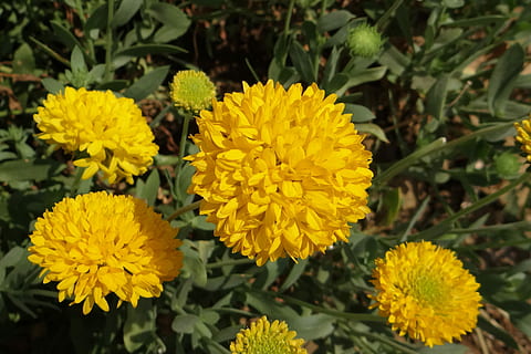 krizantem, Sarı, sevanthi, asteraceae, karnataka, Hindistan, çiçek, kırılganlık, bitki, çiçek kafa, tazelik, çiçekli bitki, Güvenlik açığı, doğada güzellik, taçyaprağı, büyüme, çiçeklenme, kapatmak, ön plana odaklanmak, doğa, gün, insansız, bitki bölümü, botanik, Yaprak, açık havada, 2K, CC0, kamu malı, telif ücretsiz