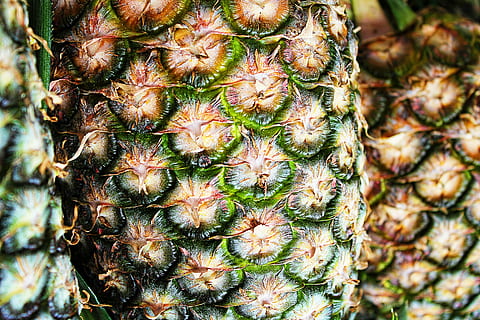 pinya, fotografia de tret macro, textura, macro, patró, fruita, fruites, marró, verd, marc complet, cactus, primer pla, cap gent, creixement, dia, a l'aire lliure, frescor, menjar, naturalesa, menjar i beguda, alimentació saludable, fruita tropical, planta suculenta, benestar, directament a sobre, fons, planta, 5K, CC0, domini públic, lliure de regalies
