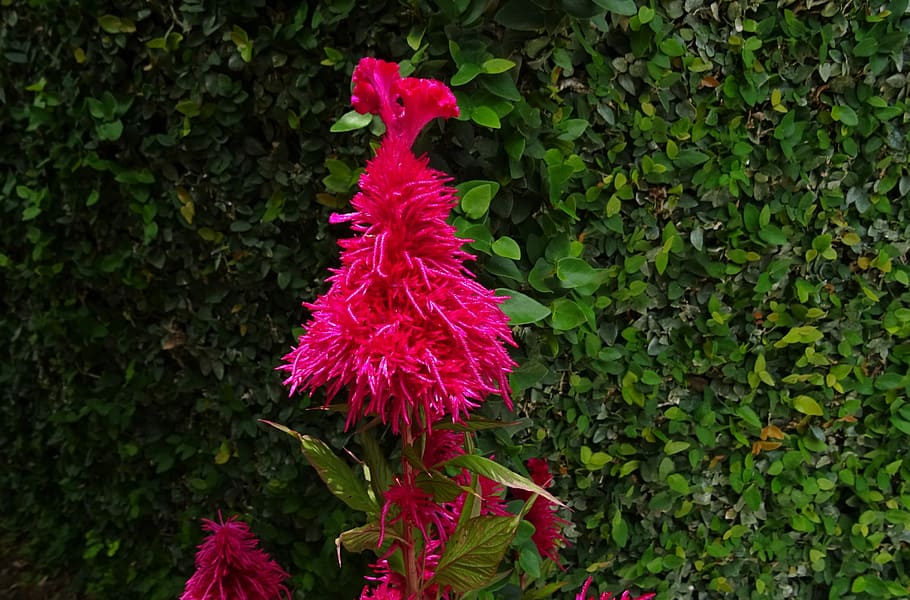 cockscomb, flor, flora, lalmurga, haolei, kozhi poo, celosia argentea, amaranthaceae, ornamentals, jardineria, florir, frescor, dharwad, Índia, planta, a l'aire lliure, cap gent, dia, arbre, creixement, part de la planta, full, bellesa a la natura, naturalesa, planta amb flors, color verd, fragilitat, vulnerabilitat, vermell, color rosa, primer pla, pètal, cap de flor, 2K