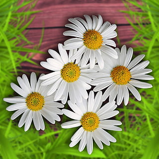 cinque, bianca, fiori margherita, fiori, fiore, sfondo, design, natura, margaritas, primavera, pianta fiorita, fragilità, pianta, vulnerabilità, freschezza, petalo, bellezza nella natura, testa di fiore, avvicinamento, crescita, infiorescenza, Colore bianco, polline, margherita, giorno, nessuno, concentrarsi sulle conoscenze acquisite, colore verde, 2K, CC0, dominio pubblico, privo di copyright