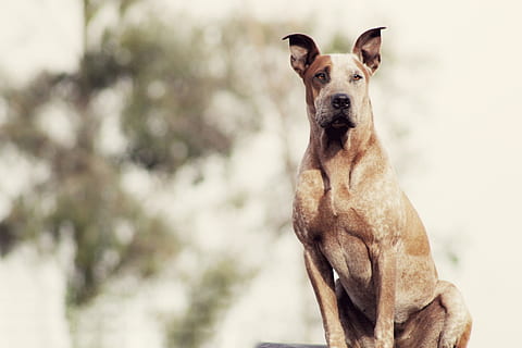 flach, Foto fokussieren, kurz beschichtet, braun, Hund, selektiv, fokus fotografie, bräunen, Platzhirsch, Tier, Haustiere, reinrassiger Hund, Säugetier, Eckzahn, draußen, ein Tier, Natur, Tierthemen, inländisch, Fokus auf den Vordergrund, Porträt, Tag, keine Leute, Wirbeltier, Kamera betrachten, suchen, Tiermund, 5K, CC0, gemeinfrei, lizenzfrei