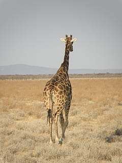 jerapah, namibia, taman, tema binatang, hewan, satwa liar hewan, mamalia, binatang di alam liar, tanah, lingkungan Hidup, bidang, rumput, alam, satu binatang, safari, langit, bertulang belakang, tidak ada orang, pemandangan, menanam, kedudukan, herbivora, 2K, CC0, domain publik, bebas royalti