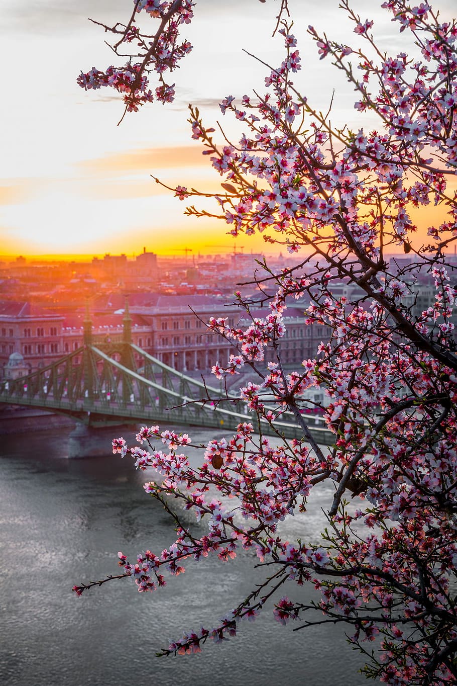 fotografia di paesaggio, ponte, grigio, tramonto, paesaggio, albero, architettura, costruzione, fiore, fiorire, nube, cielo, sole, Ungheria, fiume, città, urbano, budapest, fogliame, primavera, splendore, vita, pianta, natura, pianta fiorita, bellezza nella natura, fragilità, colore rosa, struttura costruita, crescita, ramo, esterno dell'edificio, fiore di ciliegio, nessuno, all'aperto, ciliegio, 1080P