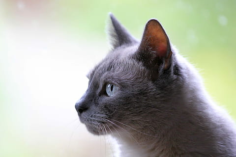 Russisch, blauw, kat, macrofotografie, huisdier, dier, één dier, zoogdier, dierlijke thema's, huiselijk, huisdieren, katachtig, huiskat, dierlijke lichaamsdeel, detailopname, snorhaar, wegkijken, op zoek, dierenkop, geen mensen, gewerveld, focus op de voorgrond, zijaanzicht, dierlijk oog, profielweergave, 5K, CC0, publiek domein, royaltyvrij