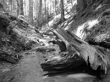 aigua, bach, arrel de l’arbre, fusta, arrel, naturalesa, blanc i negre, arbre, bosc, riu, paisatge, a l'aire lliure, escenics, corrent, cap gent, rierol: aigua que flueix, dia, terra, planta, bellesa a la natura, tranquil·litat, escenics - natura, escena no urbana, sòlid, rock, medi ambient, rock - object, tronc de l'arbre, descàrrega, que flueix, aigua que flueix, 4K, CC0, domini públic, lliure de regalies