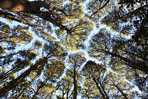 low, angle photography, tress, Forest, Tree, Sky, trees, nature, outdoors, branch, leaf, sunlight, woodland, plant, day, directly Below, blue, no People, low Angle View, summer, beauty In Nature, scenics, tranquility, growth, tree canopy, tree trunk, trunk, tall - high, land, backgrounds, tranquil scene, coniferous tree, pine woodland, 5K, CC0, public domain, royalty free