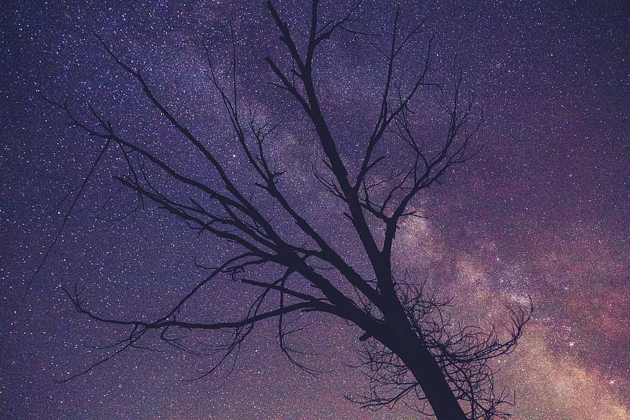 arbre sense fulles, nit estrellada, silueta, nua, arbre, porpra, estrellat, nit, branques, cel, estrelles, galàxia, astronomia, espai, fosc, naturalesa, arbre nu, branca, bellesa a la natura, cap gent, vista d’angle baix, a l'aire lliure, escenics, planta, escenics - natura, tranquil·litat, vespre, estrella - espai, tronc de l'arbre, tronc, 5K