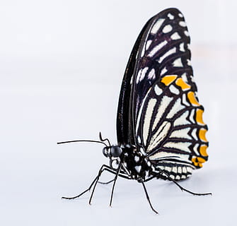 bianca, nero, farfalla, farfalla nera, insetto, farfalla - insetto, natura, animale, ala animale, macro, lepidotteri, avvicinamento, fragilità, biologia, bellezza nella natura, multicolore, antenna animale, girato in studio, modello, sfondo bianco, temi animali, nessuno, un animale, invertebrato, fauna selvatica, in casa, colore nero, parte del corpo animale, cibo, animali allo stato selvatico, ritagliare, 4K, CC0, dominio pubblico, privo di copyright