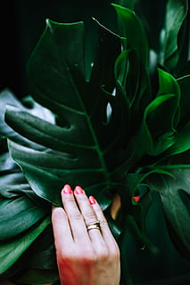 Colorful, Exotic, Flowers, Greenery, flora, leaf, leaves, tropical, multicolor, human Hand, nature, people, close-up, plant, green color, human body part, mystery, one woman only, hand, plant part, one person, women, nail, adult, nail polish, red nail polish, real people, human finger, finger, focus on foreground, body part, beautiful woman, 5K