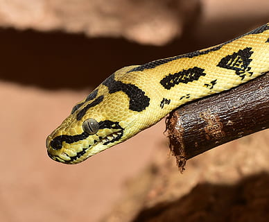 geel, zwart, slang, bruin, tak, reptiel, dieren wereld, Python, constrictor, dier, dichtbij, schaal, schepsel, terrarium, schoonheid, foerageren, boa, exotisch, snakehead, patroon, dierenportret, bevallig, niet giftig, portret, soorten, edele, dierlijke thema's, één dier, dierenleven, dieren in het wild, gewerveld, dierlijke lichaamsdeel, detailopname, geen mensen, natuur, dierenkop, gekko, dierlijk oog, oog, focus op de voorgrond, dierlijke schaal, boom, buitenshuis, giftig, regenwoud, dierlijke tong, dierlijke mond, 1080P, CC0, publiek domein, royaltyvrij