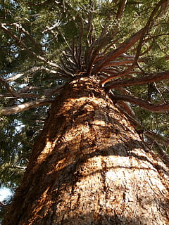 sequoia, tribu, escorça, gran, potent, estètic, cap amunt, amunt, conífera, arbre, nodrit, tronc de l'arbre, vista d’angle baix, bosc, naturalesa, cap gent, tronc, planta, creixement, dia, branca, a l'aire lliure, terra, alta - alta, aspre, textura, tranquil·litat, bellesa a la natura, directament a sota, copa de l'arbre, 2K, CC0, domini públic, lliure de regalies