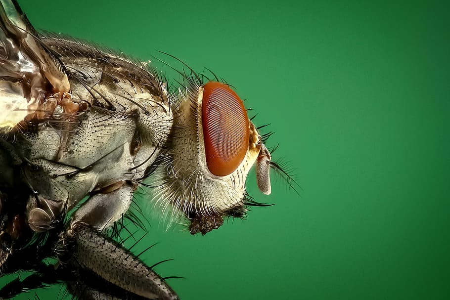 micro, fotografia, Marrone, Comune, Casa, volare, mosca domestica, insetto, macro, peste, animali, ingrandimento, impilamento, verde, vicino, temi animali, colore verde, un animale, avvicinamento, fauna selvatica, animali allo stato selvatico, nessuno, giorno, sfondo colorato, sfondo verde, invertebrato, parte del corpo animale, occhio animale, primo piano estremo, animale, capelli, occhio, ala animale, peli di animali, testa di animale, bocca animale, 4K