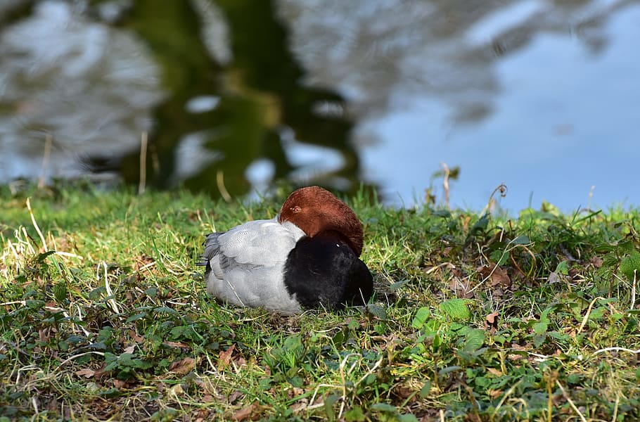 ànec, ploma, factura, ocell, animal, factura, ocell, ocell aquàtic, món animal, naturalesa, aus de corral, plomatge, elegant, fotografia de fauna salvatge, ocell salvatge, bonic, cap d'ànec, cap, plomes blanques, ànec d'ànec, retrat animal, un animal, herba, temes d'animals, cap gent, animals domèstics, centrar-se en primer pla, vertebrats, planta, animals a la natura, fauna animal, dia, aigua, terra, llac, camp, color verd, mamífer, creixement, a l'aire lliure, 2K