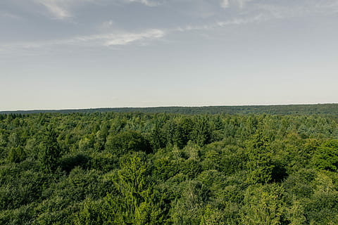 destinació, vista, punt de vista, més, muntanya, oci, altiplà, llocs d'interès, turisme, festa, senderisme, alpinisme, naturalesa, parc natural, bosc, camps, paisatge, rock, vista llunyana, previsió, arbres, baviera, steigerwald, camí d’arbre, bosc caducifoli, indústria de la fusta, operació forestal, silvicultura, franconia superior, franconia inferior, cap gent, agricultura, camp, color verd, arbre, planta, bellesa a la natura, medi ambient, cel, escenics - natura, terra, tranquil·litat, creixement, escena no urbana, fullatge, exuberant fullatge, dia, escena tranquil·la, a l'aire lliure, selva tropical, pi, 5K, CC0, domini públic, lliure de regalies