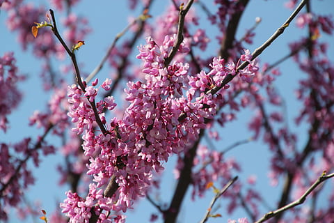 árbol, Redbud, rosado, primavera, naturaleza, las flores, púrpura, rama, floración, flores, floreciente, vistoso, planta, flora, pétalos, color rosa, flor, planta floreciendo, frescura, crecimiento, fragilidad, vulnerabilidad, belleza en la naturaleza, flor de cerezo, día, de cerca, Cerezo, nadie, centrarse en primer plano, cabeza de flor, al aire libre, flor del ciruelo, polen, 5K, CC0, dominio público, libre de derechos