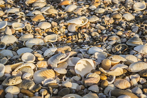 Shells, Beach, Sand, Beira Mar, mar, stone, blue sea, sea shell, object, luck, water, costa, default, nature, full frame, abundance, large group of objects, no people, day, backgrounds, shell, pebble, animal shell, close-up, rock, land, solid, high angle view, sunlight, seashell, selective focus, outdoors, 4K, CC0, public domain, royalty free