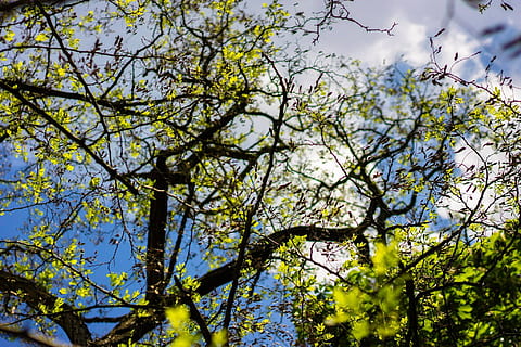 alberi, Paradiso, primavera, parcheggio, cielo, giardino, albero verde, albero, ramo, natura, Inquadratura dal basso, giorno, pianta, crescita, bellezza nella natura, nessuno, colore verde, la tranquillità, all'aperto, luce del sole, foglia, fiore, parte vegetale, scenics - natura, pianta fiorita, nuvola - cielo, baldacchino di albero, 1080P, CC0, dominio pubblico, privo di copyright