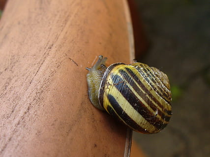 sraigė, apvalkalas, Uždaryti, escargotai, moliuskas, lėtai, pobūdį, gyvūnams, gyvūnas, gležnas, Iš arti, vabzdys, laukinės gamtos, pilvakojus, nuskaityti, gyvūnų gyvūnija, gyvūnų temos, bestuburiai, vienas gyvūnas, gyvūnų lukštais, gyvūnų kūno dalis, gyvūnų antena, zoologija, dieną, nėra žmonių, nuobodulys, sutelkti dėmesį į naujas žinias, 1080P, CC0, Viešasis domenas, nemokamai