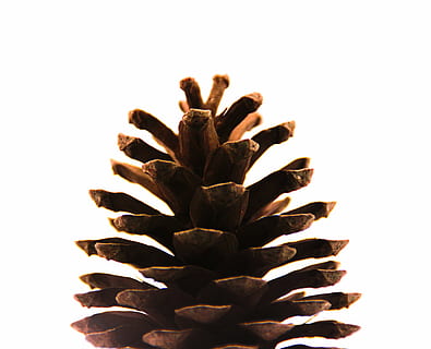 brød, hvid, hvid baggrund, billede, studio skud, tæt på, indendørs, ingen mennesker, natur, skåret ud, blad, plante del, vækst, enkelt objekt, mønster, plante, stilleben, fokus på forgrunden, kopiere plads, Brun, mad og drikke, himmel, 4K, CC0, offentligt domæne, royaltyfrie
