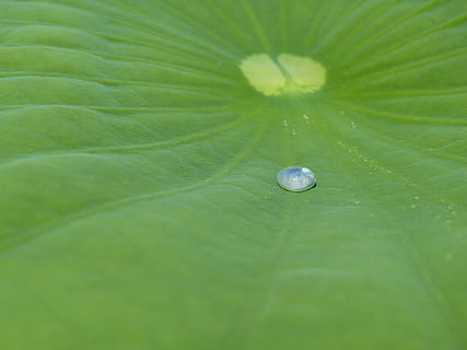lotus effekt, dryppe, vann, struktur, regndråpe, gjennomsiktig, beaded, løpe av, våt, vanndråpe, Lukk, blad, lotus, natur, dam, akvatisk plante, botanikk, anlegg, grønn, grønn farge, full ramme, skjørhet, bakgrunn, plante del, miste, nærbilde, friskhet, ingen folk, sårbarhet, selektiv fokusering, dugg, skjønnhet i naturen, bladvein, vekst, makro, renhet, utendørs, regn, blader, 4K, CC0, offentlig domene, opphavsrett gratis