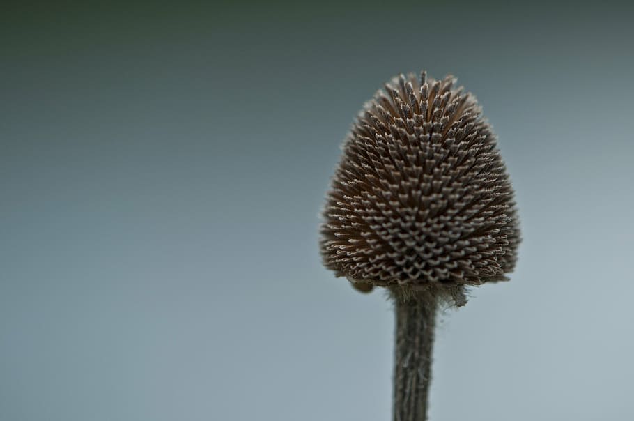 Herbst, Samenschale, braun, Komplex, Wildblume, Neu England, Nahansicht, Pflanze, Studioaufnahme, Blume, keine Leute, blühende Pflanze, Zerbrechlichkeit, Verletzlichkeit, Frische, Blütenkopf, ein Tier, Blütenstand, Natur, farbiger Hintergrund, Pflanzenstamm, Wachstum, Schönheit in der Natur, Tierthemen, Tier, Weichheit, 4K