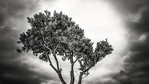 branca d'un arbre, núvols, naturalesa, llum, arbre, branca, cel, blanc i negre, a l'aire lliure, planta, núvol - cel, dia, bellesa a la natura, cap gent, creixement, vista d’angle baix, tranquil·litat, arbre únic, tempesta, cel dramàtic, núvol, escenics - natura, cloudscape, 5K, CC0, domini públic, lliure de regalies