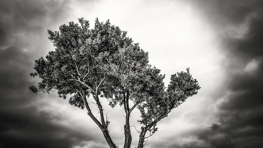 branca d'un arbre, núvols, naturalesa, llum, arbre, branca, cel, blanc i negre, a l'aire lliure, planta, núvol - cel, dia, bellesa a la natura, cap gent, creixement, vista d’angle baix, tranquil·litat, arbre únic, tempesta, cel dramàtic, núvol, escenics - natura, cloudscape, 5K