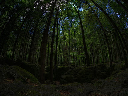 fotografia di lenti per uccelli, foresta, muschio, verde, bemoost, natura, selvaggio, foresta delle fiabe, foresta magica, druido boschetto, buio, albero, all'aperto, paesaggio, pianta, terra, bellezza nella natura, la tranquillità, bosco, crescita, scenics - natura, scena tranquilla, tronco d'albero, tronco, nessuno, colore verde, scena non urbana, Inquadratura dal basso, giorno, ambiente, bambù - pianta, foresta pluviale, 1080P, CC0, dominio pubblico, privo di copyright