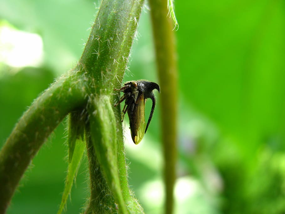 planthopper, hmyz, volně žijících živočichů, Chyba, malý, antény, divoký, entomologie, venkovní, život, Příroda, bezobratlý, zelená barva, jednoho zvířete, zvířata ve volné přírodě, zvířat, rostlina, zaměřit se na popředí, detail, růst, zvíře, nikdo, den, krása v přírodě, rostlinné části, list, stonek rostliny, venku, 2K
