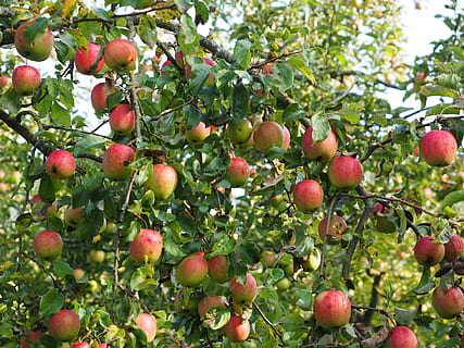 Apfelbaum, Obst, frisch, Apfel, rot, gesund, Vitamine, Obstgarten, Gala, Apfelsorte, Kultur von Apfel, Malus domestica, Früchte, Dessert Obst, Essen und Trinken, Baum, draußen, Natur, Tag, gesundes Essen, Lebensmittel, Pflanze, Wachstum, Frische, Wohlbefinden, Obstbaum, Ast, Nahansicht, grüne Farbe, Blatt, keine Leute, Landwirtschaft, Pflanzenteil, Fülle, reif, 4K, CC0, gemeinfrei, lizenzfrei