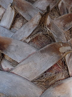 textura de palmera, textura entrelazada, textura gris, papel pintado, textura de fondo, nadie, día, de cerca, material de madera, naturaleza, al aire libre, árbol, planta, fotograma completo, deforestación, Iniciar sesión, texturizado, madera, vista de alto ángulo, marrón, modelo, tierra, abandonado, apilar, 2K, CC0, dominio público, libre de derechos