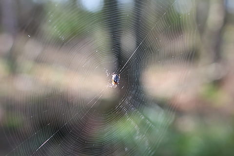 pavučina, pavouk, síť, zavřít, les, pavoučí síť, zvířat, pavoukovec, zvíře, křehkost, členovců, detail, bezobratlý, hmyz, jednoho zvířete, zvířata ve volné přírodě, zaměřit se na popředí, nikdo, přežití, Příroda, zranitelnost, den, zoologie, venku, web, zvířecí noha, složitost, soustředný, rosa, 5K, CC0, veřejná doména, bez autorských práv