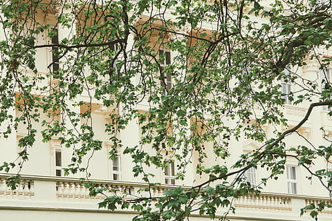 Fassade, Baum, Bild, Gebäude, die Architektur, Zuhause, Hausfassade, Detail, Haus, gebaute Struktur, Gebäudehülle, keine Leute, Tag, Fenster, draußen, Natur, Pflanze, Wachstum, Ast, weiße Farbe, Schönheit in der Natur, Blume, blühende Pflanze, Frische, Stadt, grüne Farbe, Flachwinkelansicht, Hof, 4K, CC0, gemeinfrei, lizenzfrei