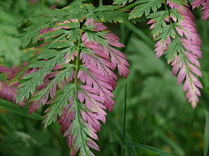 Farn, Blatt, Pflanze, lila, Hallo, bunt, Frühling, Blattfarn, Flora, Licht, Wald, Ast, schließen, Hintergrund, Pflanzenteil, Wachstum, grüne Farbe, Nahansicht, Schönheit in der Natur, Fokus auf den Vordergrund, Natur, Zerbrechlichkeit, Verletzlichkeit, Tag, keine Leute, selektiver Fokus, Frische, draußen, Blume, blühende Pflanze, Park, Blütenblatt, Blätter, 2K, CC0, gemeinfrei, lizenzfrei