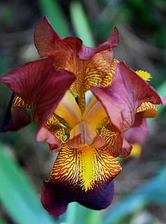 iris, çiçek, Çiçek açmak, yaprakları, mor, pembe, Sarı, kürklü, narin, girift, bahar, Bahçe, çiçekli bitki, Güvenlik açığı, kırılganlık, taçyaprağı, bitki, doğada güzellik, kapatmak, çiçeklenme, çiçek kafa, tazelik, büyüme, ön plana odaklanmak, doğa, gün, insansız, iris - bitki, polen, açık havada, botanik, kestane rengi, solmuş bitki, sepal, 2K, CC0, kamu malı, telif ücretsiz