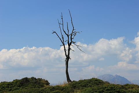 tree corpse, tree skeleton, threaded, tree, death tree, dry tree, mountains, grass, forest, field, clouds, sky, plant, bare tree, cloud - sky, nature, beauty in nature, environment, no people, tranquility, day, scenics - nature, blue, landscape, tranquil scene, branch, non-urban scene, land, remote, outdoors, dead plant, 5K, CC0, public domain, royalty free