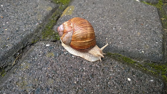 melc, odihnă, coajă, încet, târâtoare, animal, noroios, natură, moluscă, crawling, animale sălbatice, coajă de animale, nevertebrat, animale tematice, gasteropod, animale în sălbăticie, zi, un animal, nici o persoana, a închide, vedere în unghi mare, în aer liber, solid, antena animală, partea corpului animalului, 2K, CC0, domeniu public, fără drepturi de autor