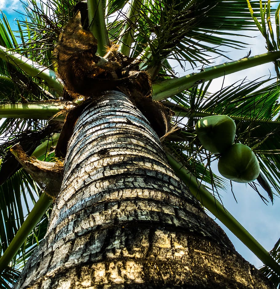 albero di cocco, noci di cocco, Inquadratura dal basso, albero, pianta, tronco d'albero, tronco, Palma, crescita, nessuno, natura, giorno, clima tropicale, colore verde, foglia, bellezza nella natura, all'aperto, ramo, palma da cocco, parte vegetale, alto - alto, frutta, foglia di palma, albero tropicale, direttamente sotto, 2K
