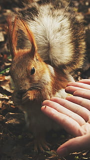 lounas, henkilö, käsissä, vieressä, ruskea, valkoinen, eläin, orava, punainen orava, pitkä korvainen orava, rehu, korva, tarjous, pörröinen, jyrsijä, metsä, luonto, syksy, punainen, nisäkäs, yksi eläin, yksi henkilö, ihmisen käsi, käsi, ihmiskehon osa, kotimainen, oikeita ihmisiä, tilalla, lemmikit, selkärankainen, Kotieläimet, eläinten villieläimet, lähikuva, tunnistamaton henkilö, nuori eläin, eläimiä, sormi, hoito, lemmikkieläinten omistaja, parta, 5K, CC0, public domain, rojaltivapaa