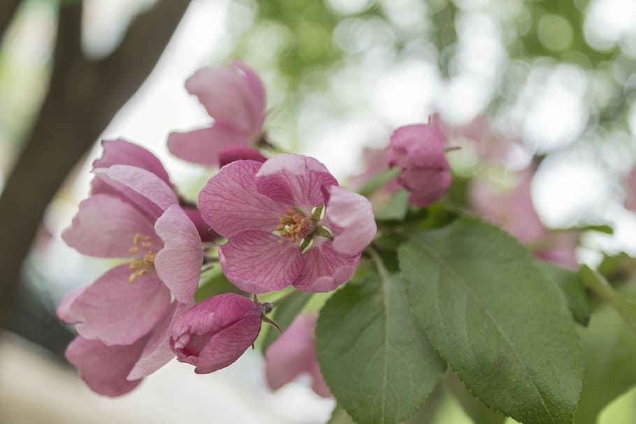 omenapuu, kukat, kukinta, kevät, haara, puutarha, omenakukka, puu, kukka, kukkiva puu, kasvi, kauneus luonnossa, tuoreus, hauraus, vaaleanpunainen väri, alttius, terälehti, kasvu, lähikuva, kasvi-osa, puun lehti, luonto, kukka pää, kukinto, ei ihmisiä, ulkona, siitepöly, pehmeys, 4K