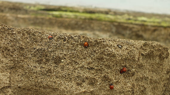 Rock, Marienkäfer, Aussicht, Landschaft, Käfer, Natur, Perth Moses, Makro, natürlich, klein, Insekt, Tierwelt, Tierthemen, Tier, wirbellos, Tiere in freier Wildbahn, keine Leute, Tag, ein Tier, Fokus auf den Vordergrund, Nahansicht, solide, Land, texturiert, draußen, 4K, CC0, gemeinfrei, lizenzfrei
