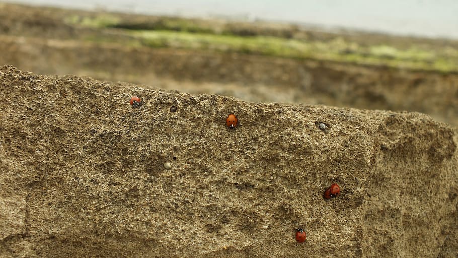 rock, marieta, vista, paisatge, escarabat, naturalesa, perth moses, macro, natural, petit, insecte, fauna animal, temes d'animals, animal, invertebrat, animals a la natura, cap gent, dia, un animal, centrar-se en primer pla, primer pla, sòlid, terra, textura, a l'aire lliure, 4K