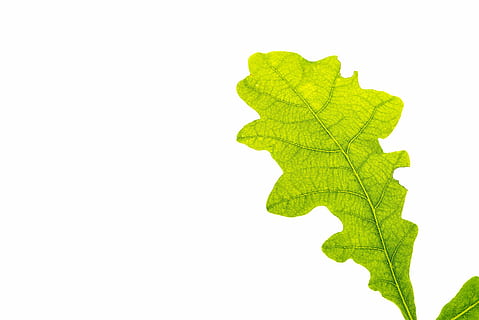 frunză verde, frunze, verde, frunze de stejar, structura frunzei, frunză de copac, vene de frunze, buchengewaechs, închide, natură, biologie, istoria naturala, Culoarea verde, Hartă, fundal alb, elimina, culoare alba, studio shot, fundaluri, a închide, spațiu copie, parte a plantelor, nici o persoana, în interior, plantă, creştere, mediu inconjurator, frumusețe în natură, natură moartă, vibrante, ramură, 2K, CC0, domeniu public, fără drepturi de autor