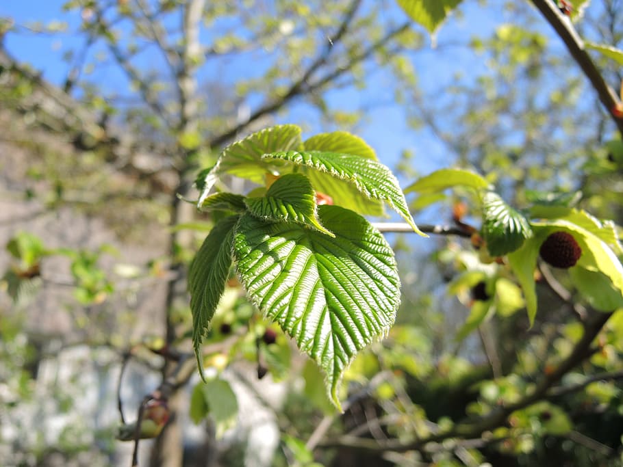 davidia, jardí, primavera, creixement, full, naturalesa, color verd, arbre, branca, planta, part de la planta, bellesa a la natura, centrar-se en primer pla, dia, cap gent, primer pla, vista d’angle baix, frescor, a l'aire lliure, llum solar, tranquil·litat, fragilitat, 4K